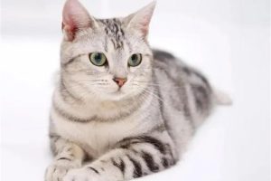 虚拟项目赚钱的最终归宿